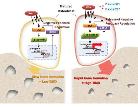 6Ptd dbm peptide B 6Ptd dbm peptide B